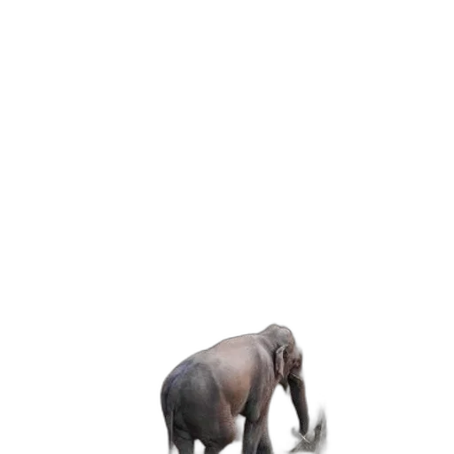 animal, creature, staff, weapon transparent PNG cut-out