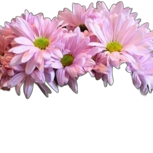 flower, crown, jewelry, staff transparent PNG cut-out