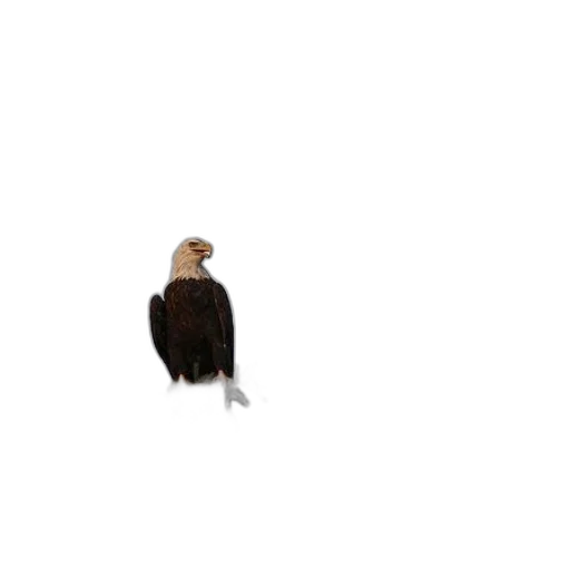 animal, jacket, hair, creature transparent PNG cut-out