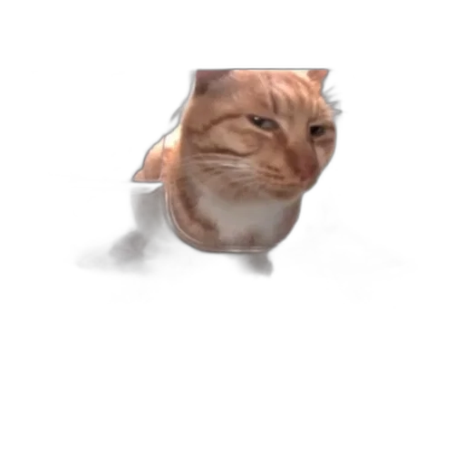 animal, creature, face, staff transparent PNG cut-out