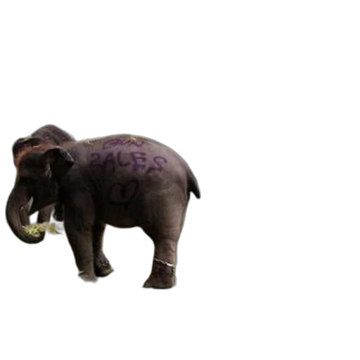 animal, creature, staff, weapon transparent PNG cut-out
