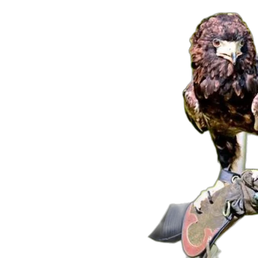 shoes, weapon, animal, robot transparent PNG cut-out