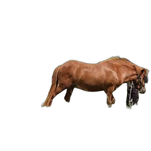 animal, hair, creature, weapon transparent PNG cut-out