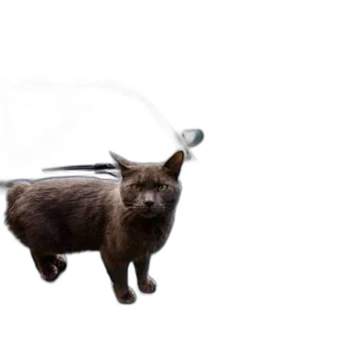 staff, animal, weapon, sword transparent PNG cut-out