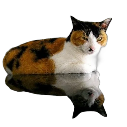 animal, creature, crown, umbrella transparent PNG cut-out