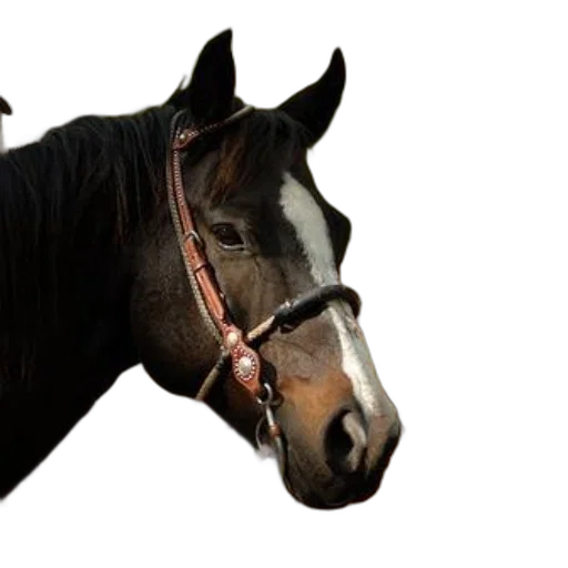 animal, staff, jewelry, hat transparent PNG cut-out