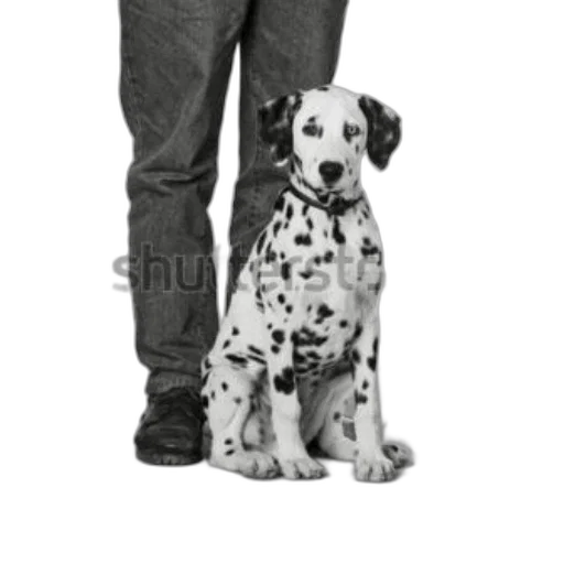 animal, staff, creature, jacket transparent PNG cut-out