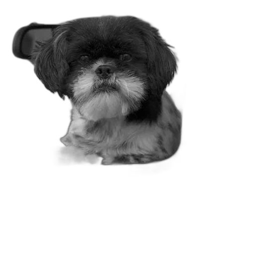 animal, creature, face, staff transparent PNG cut-out