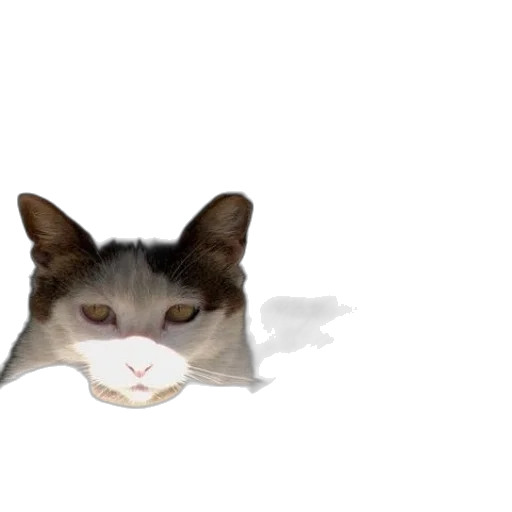 animal, food, face, creature transparent PNG cut-out