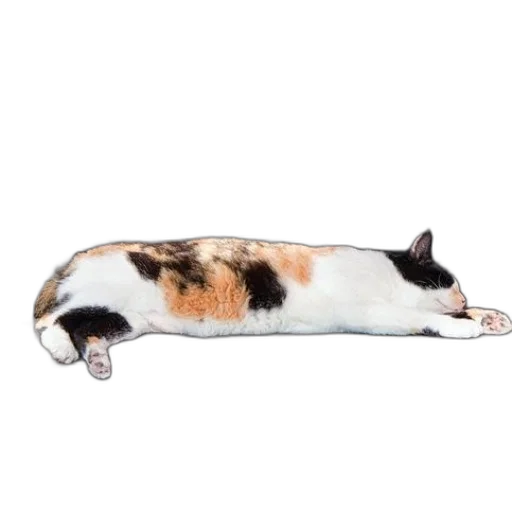 animal, staff, creature, shoes transparent PNG cut-out
