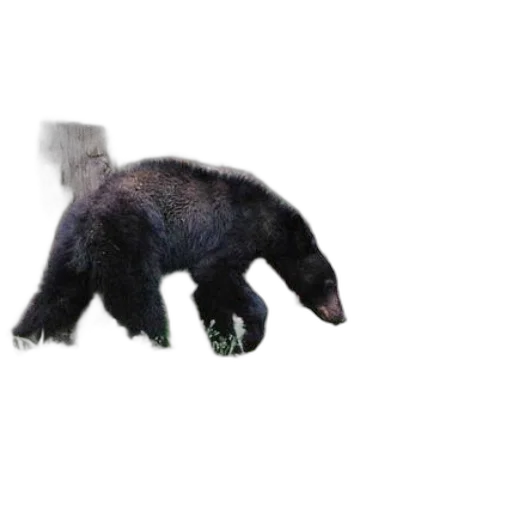 animal, creature, weapon, mask transparent PNG cut-out