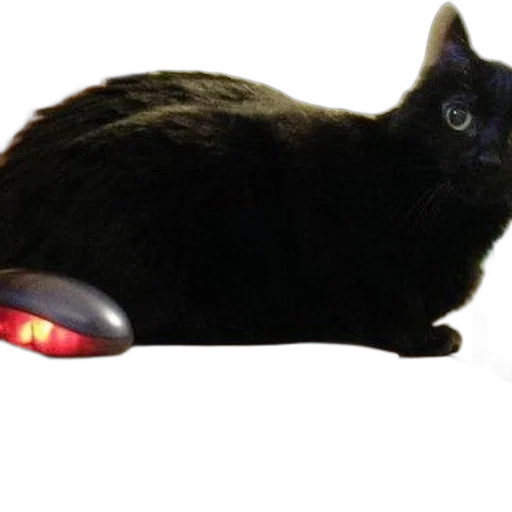 staff, robot, weapon, animal transparent PNG cut-out