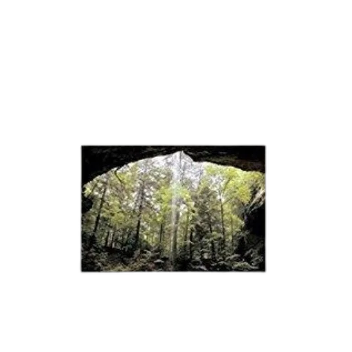 tree, jacket, sword, animal transparent PNG cut-out
