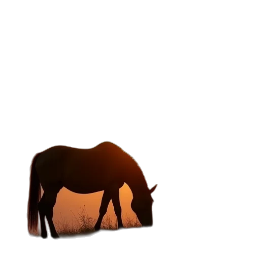 animal, creature, hat, hair transparent PNG cut-out