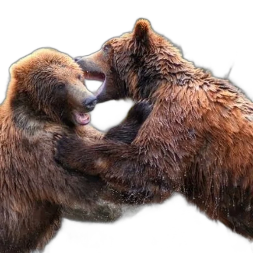 animal, photorealistic, two, brown transparent PNG cut-out