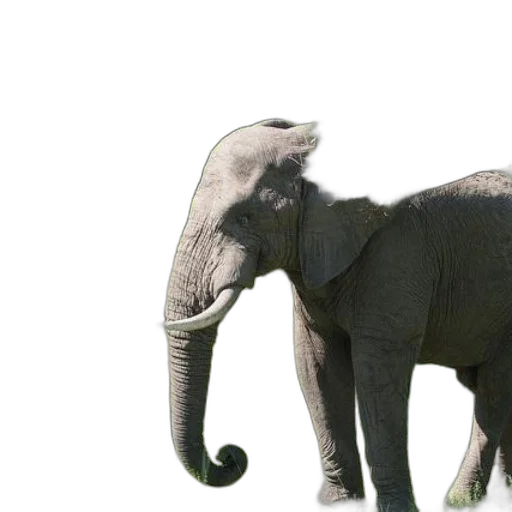 animal, creature, staff, weapon transparent PNG cut-out