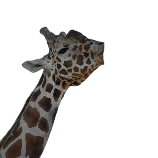 animal, creature, staff, face transparent PNG cut-out