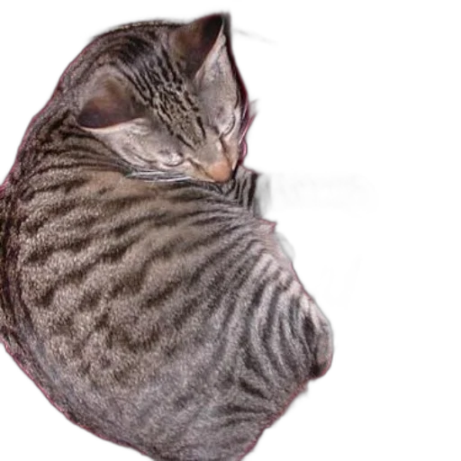 animal, creature, jacket, hat transparent PNG cut-out