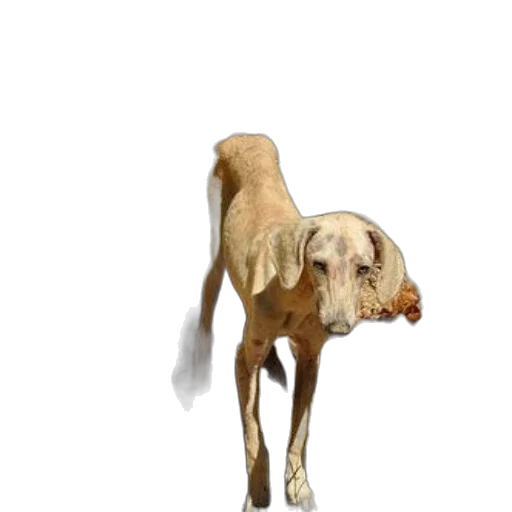 animal, creature, staff, food transparent PNG cut-out
