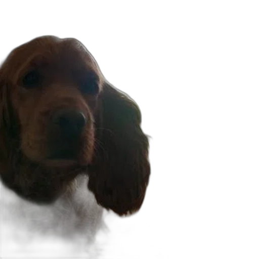 animal, staff, face, creature transparent PNG cut-out
