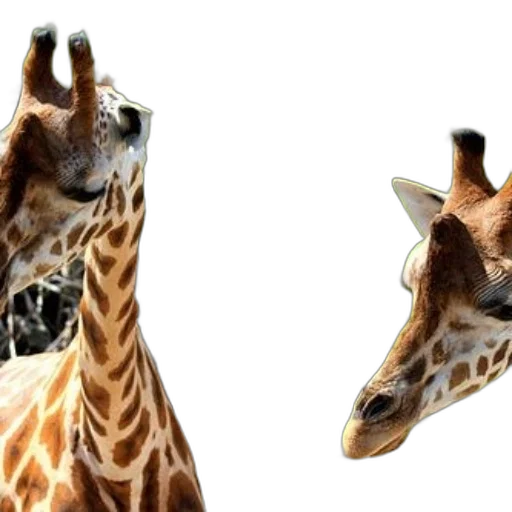 animal, creature, face, shoes transparent PNG cut-out