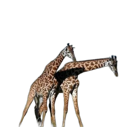 animal, creature, furniture, shoes transparent PNG cut-out