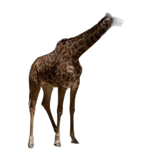 animal, creature, staff, weapon transparent PNG cut-out