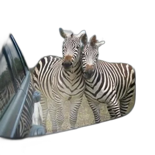 animal, creature, car, hat transparent PNG cut-out