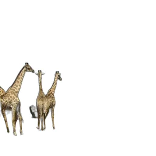 animal, creature, furniture, 3d render transparent PNG cut-out