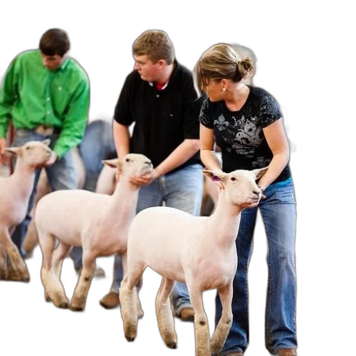 group, people, livestock, show transparent PNG cut-out