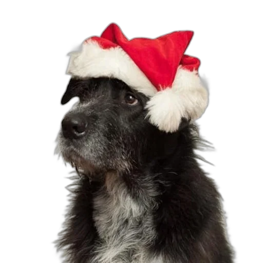 hat, black, dog, wearing transparent PNG cut-out