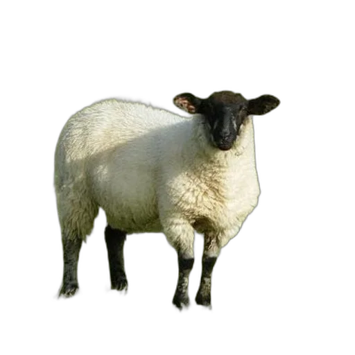 animal, creature, face, food transparent PNG cut-out