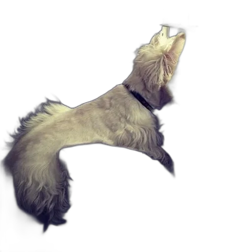 animal, staff, creature, hair transparent PNG cut-out