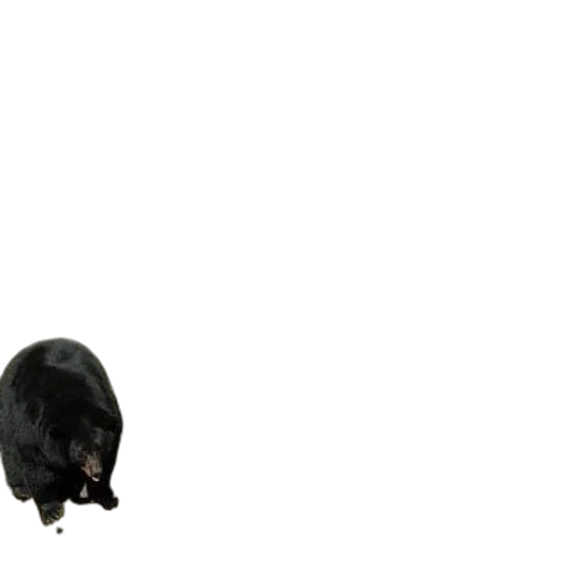 animal, creature, hat, weapon transparent PNG cut-out