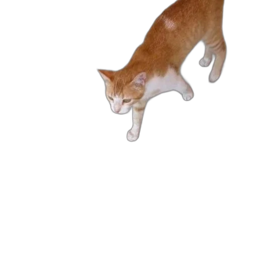 animal, creature, weapon, shoes transparent PNG cut-out