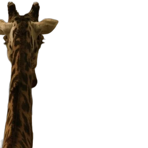 animal, staff, creature, face transparent PNG cut-out