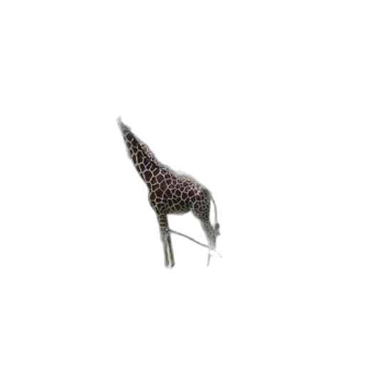 furniture, jewelry, animal, shoes transparent PNG cut-out