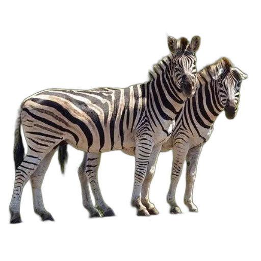 animal, creature, furniture, shoes transparent PNG cut-out