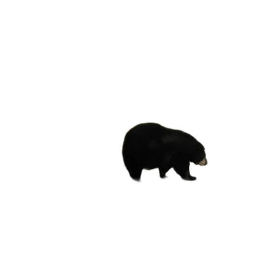 animal, creature, hat, food transparent PNG cut-out