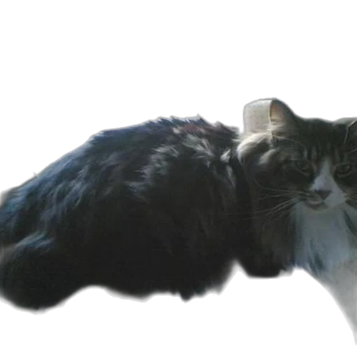animal, creature, staff, crown transparent PNG cut-out