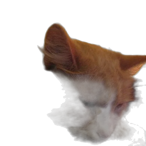 animal, creature, staff, face transparent PNG cut-out