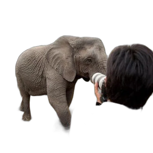 animal, creature, face, staff transparent PNG cut-out