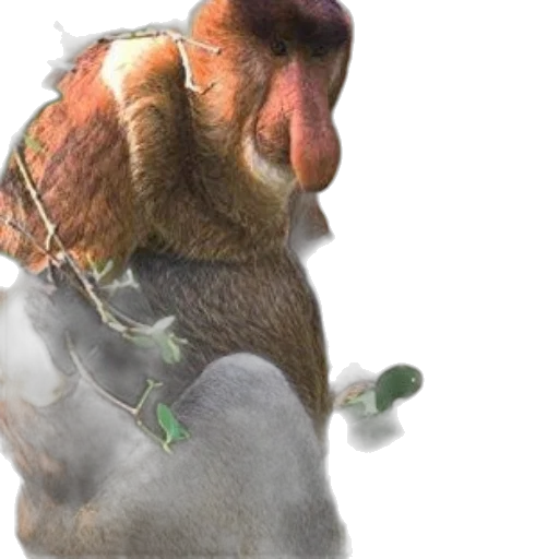 animal, hat, creature, hair transparent PNG cut-out