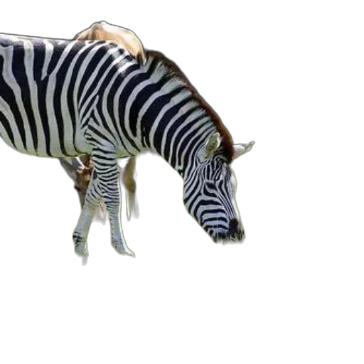 animal, creature, staff, hat transparent PNG cut-out