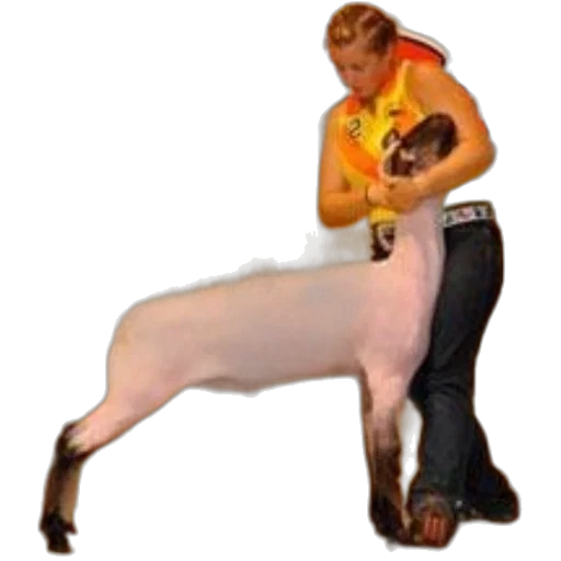 animal, creature, weapon, food transparent PNG cut-out