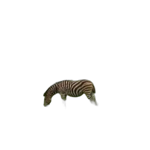 animal, creature, furniture, staff transparent PNG cut-out