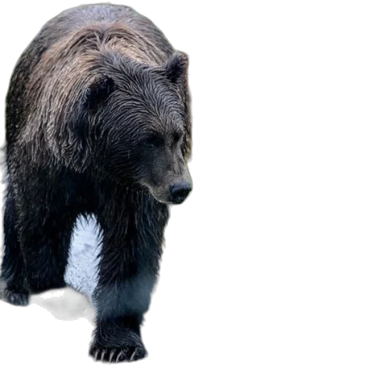 animal, creature, staff, photorealistic transparent PNG cut-out