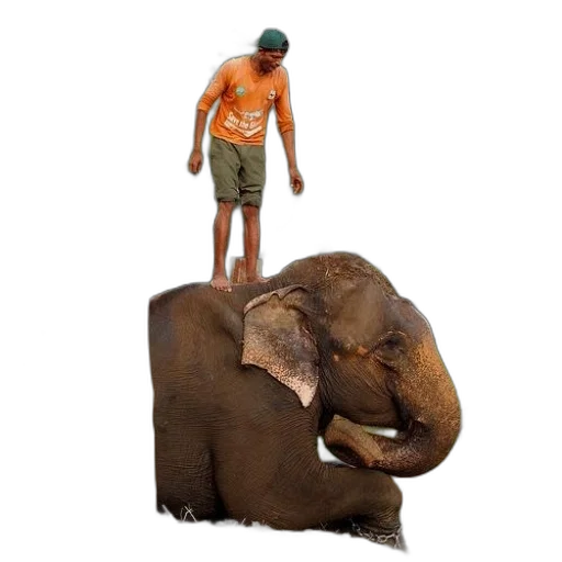animal, creature, hat, staff transparent PNG cut-out