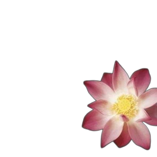 flower, crown, jewelry, staff transparent PNG cut-out