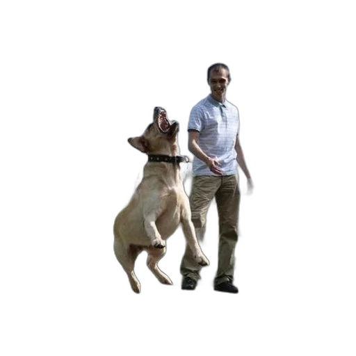 animal, staff, creature, jacket transparent PNG cut-out